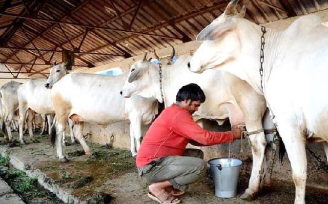 Moomark dairy fund raise